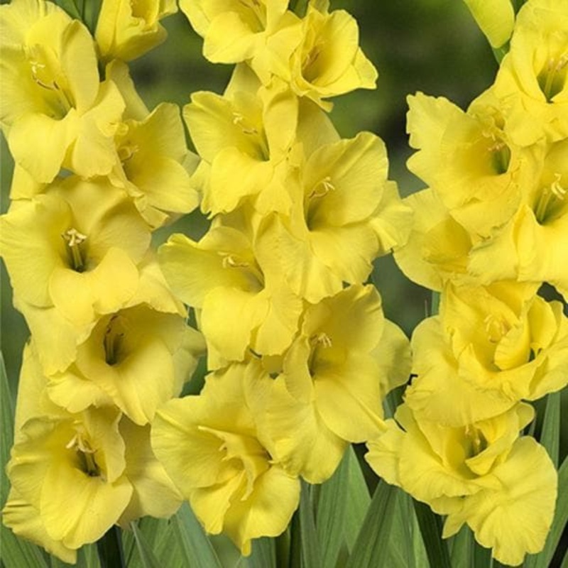 Gladiolus Summer Sunshine (Yellow) – Bulbs (set of 10)