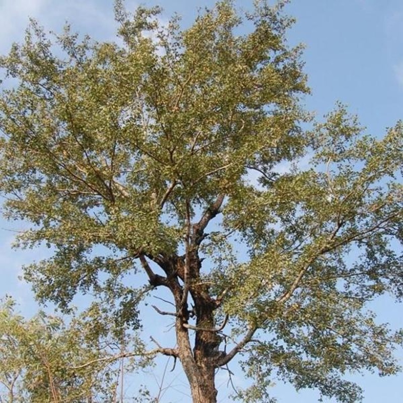 Hardwickia Pinnata – 0.5 kg Seeds