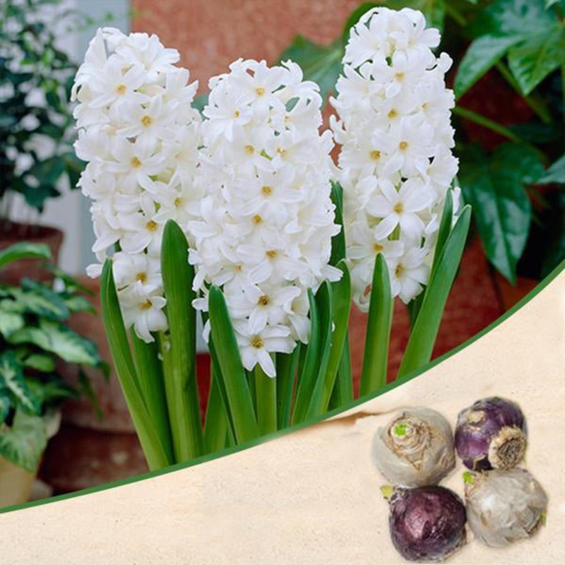 Hyacinth Aiolos (White) – Bulbs (set of 5)