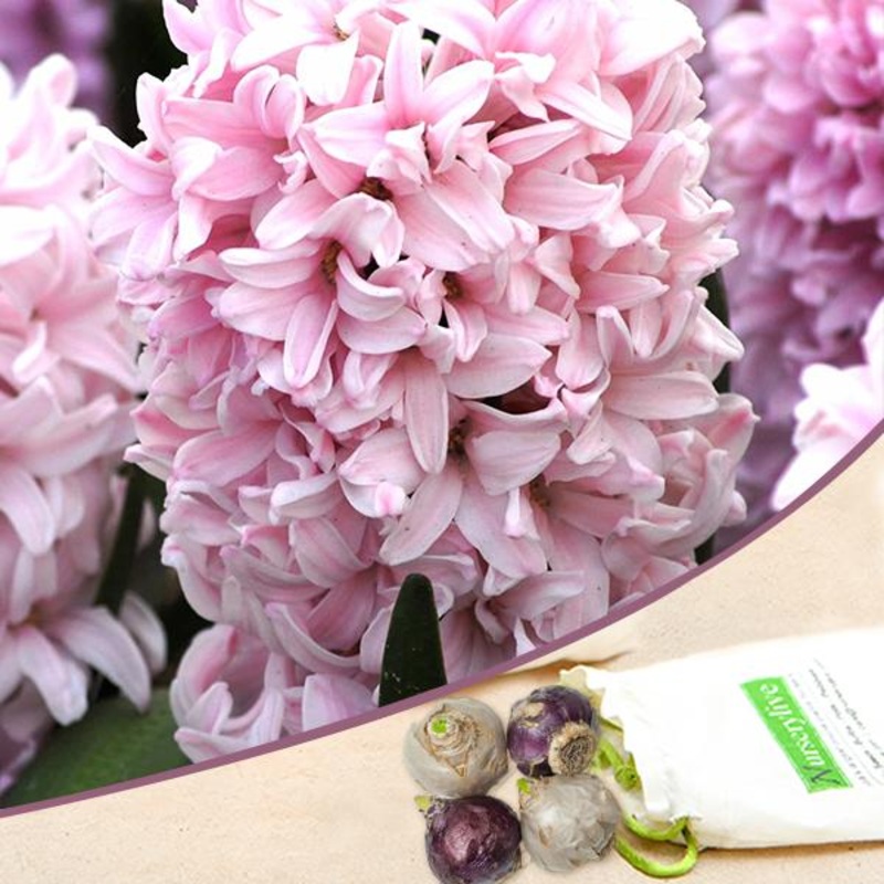 Hyacinth Apricot Passion (Baby Pink) – Bulbs (set of 5)