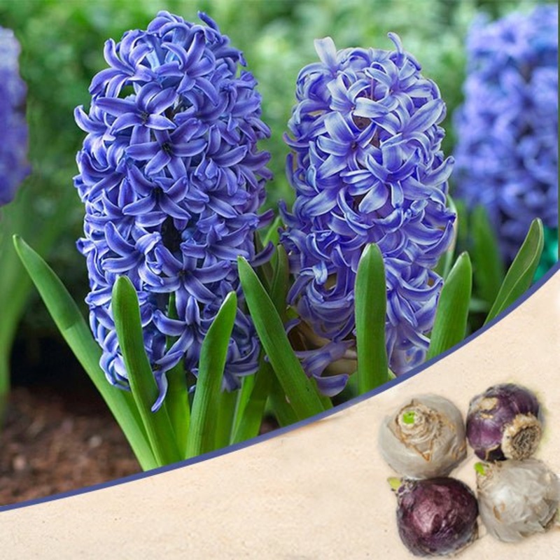 Hyacinth Blue Jacket – Bulbs (set of 5)
