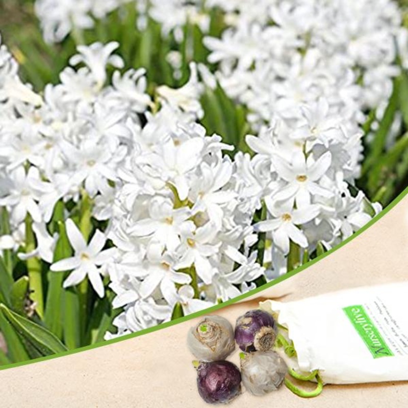 Hyacinth (White Multiflora) – Bulbs (set of 5)