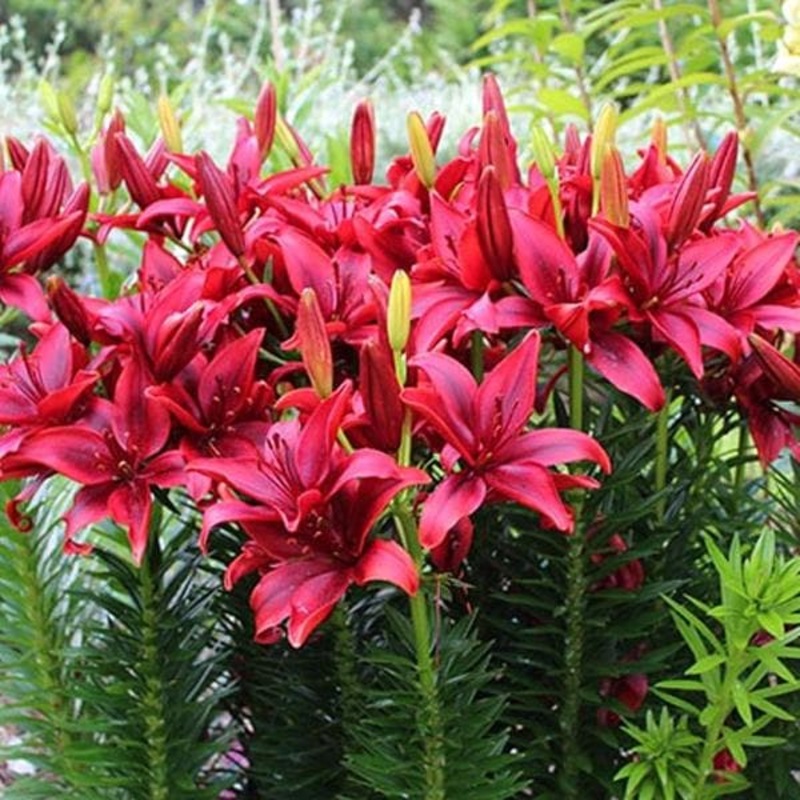 Lilium Blackout (Red, Black) – Bulbs (set of 5)