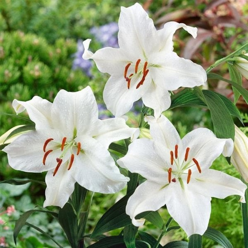 Lilium, Star Lily (White) – Bulbs (set of 5)