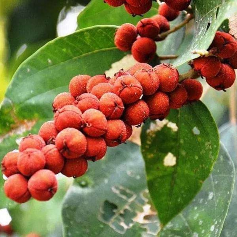 Mallotus Philippensis, Kumkum Tree Red – 0.5 kg Seeds