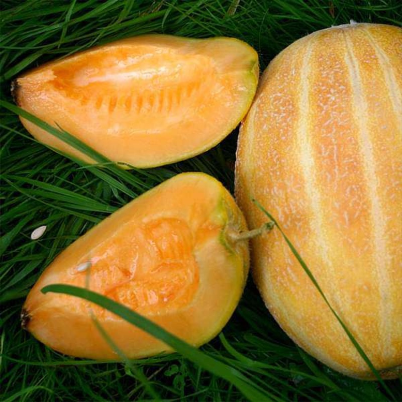 Musk Melon F1 Hybrid Mithas- Fruit Seeds
