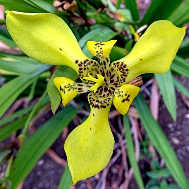 Neomarica longifolia Plant