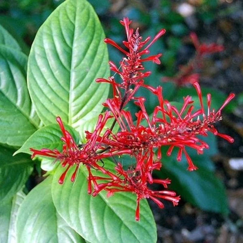 Odonotonema strictum – Plant