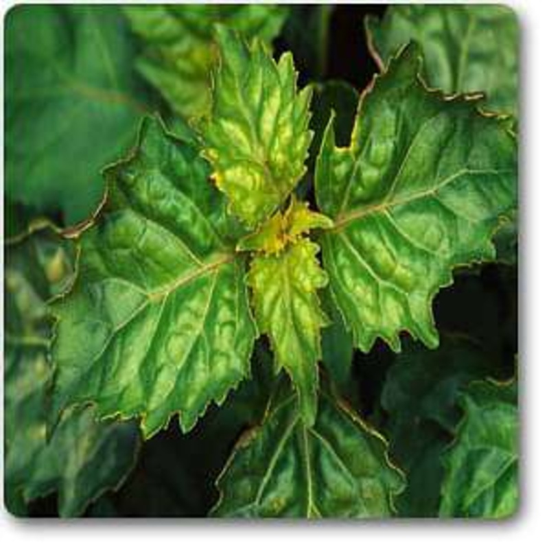 Patchouli – Plant