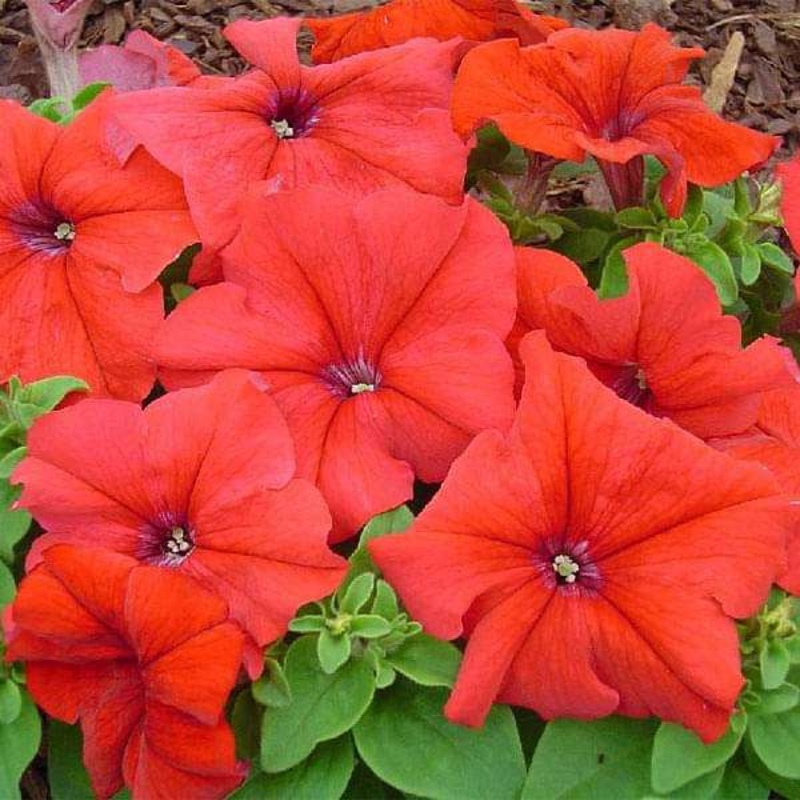 Petunia grandiflora Red – Flower Seeds