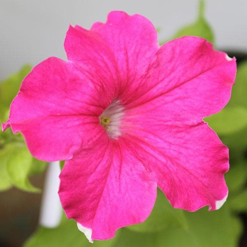 Petunia (Pink) – Plant