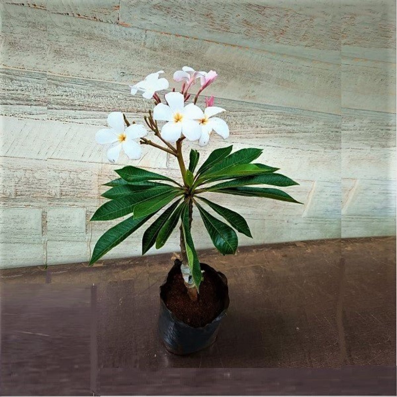 Plumeria, Champa, Singapore Dwarf (White Pink) – Plant