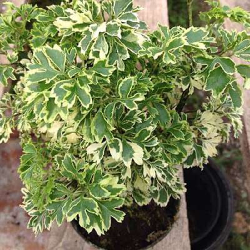 Polyscias paniculata variegata – Plant
