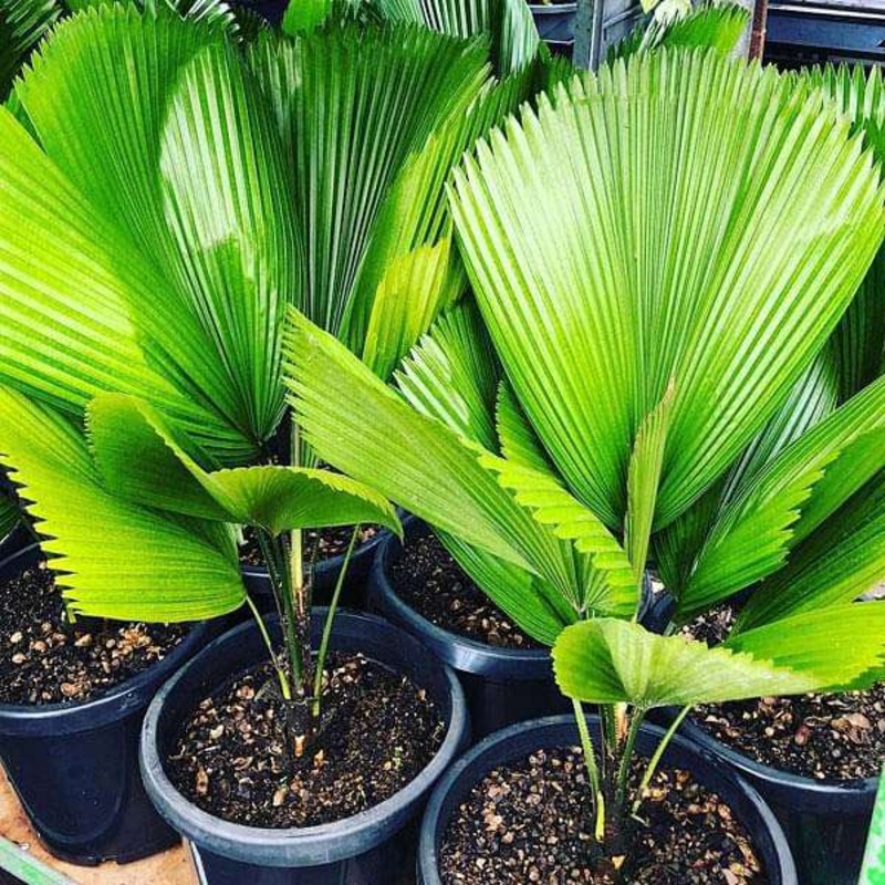 Pritchardia Grandis – 0.5 kg Seeds
