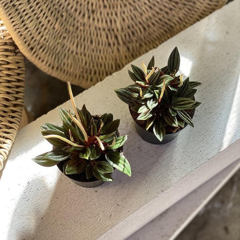 Radiator Plant (Peperomia eden rosso)