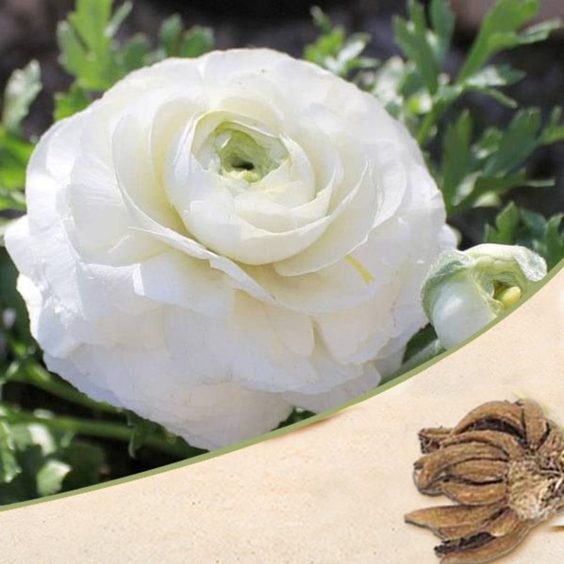 Ranunculus (White) – Bulbs|Set of 3|Set of 5