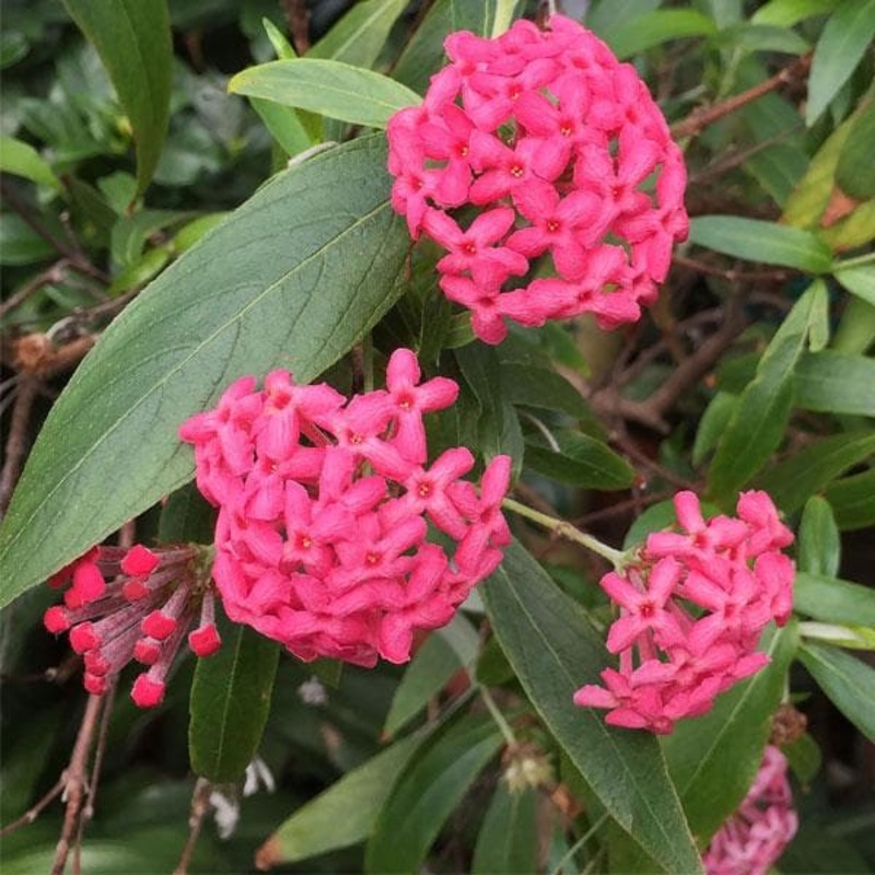 Rondeletia Leucophylla, Panama Rose – Plant