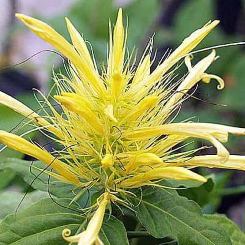 Schaueria flavicoma – Plant