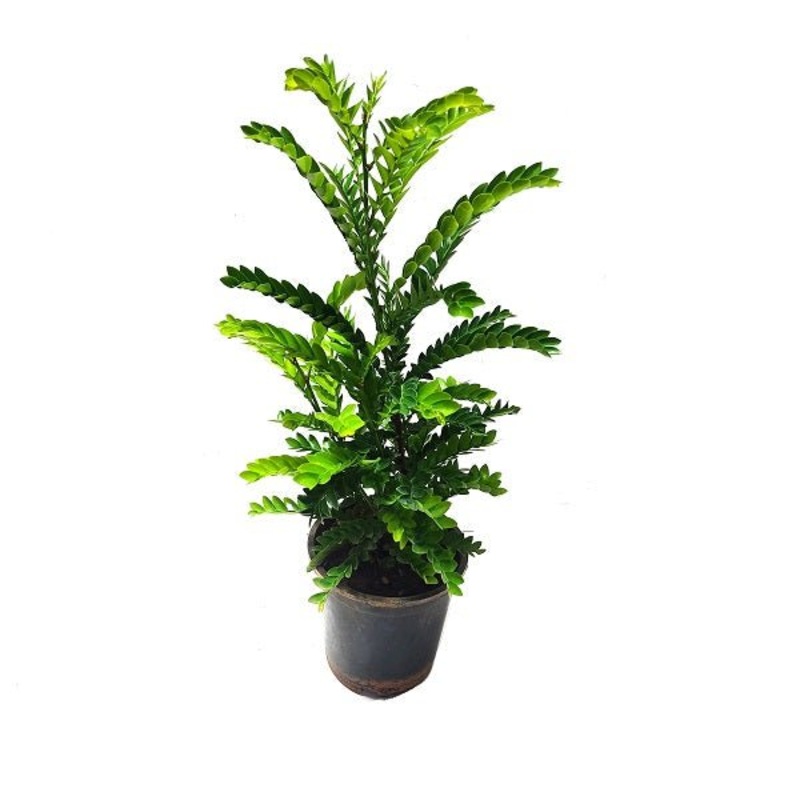 Selaginella species – Plant