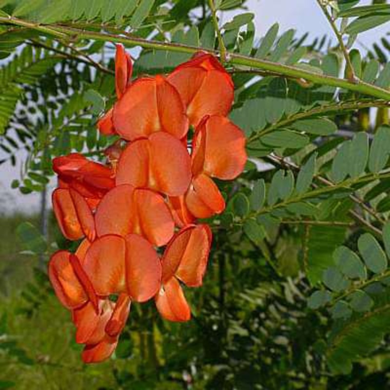 Sesbania punicea – Plant
