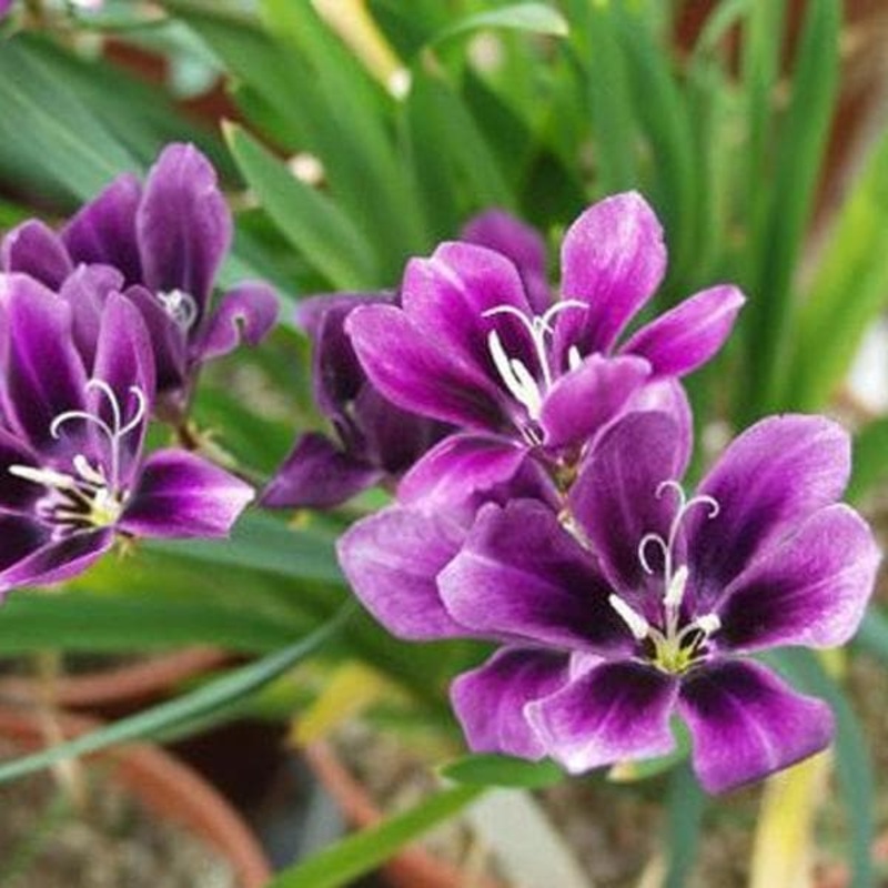 Sparaxis (Lavender) – Bulbs (set of 5)