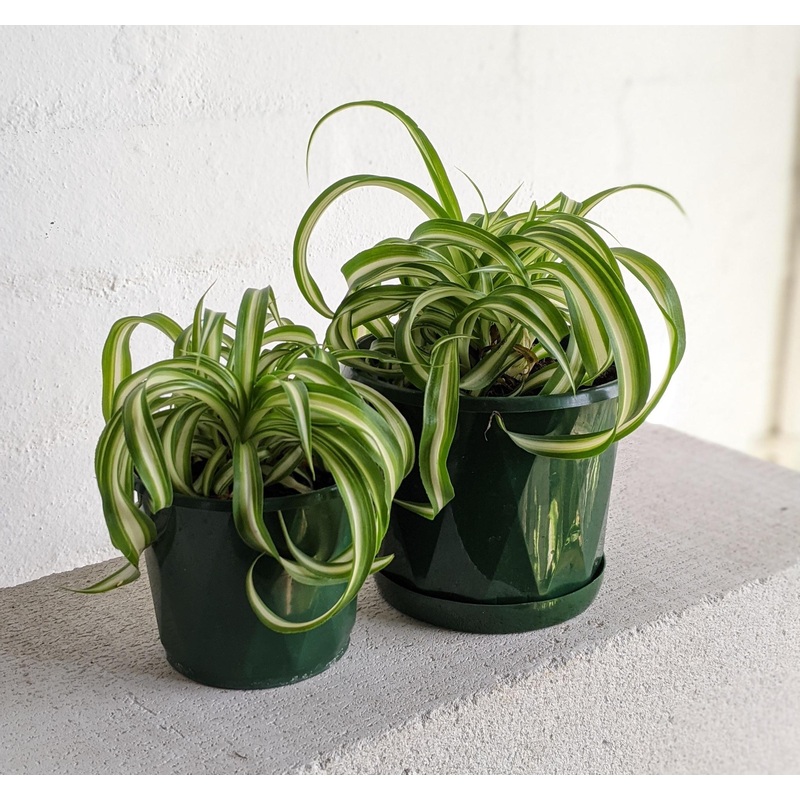 Spider Plant Bonnie (Chlorophytum comosum)