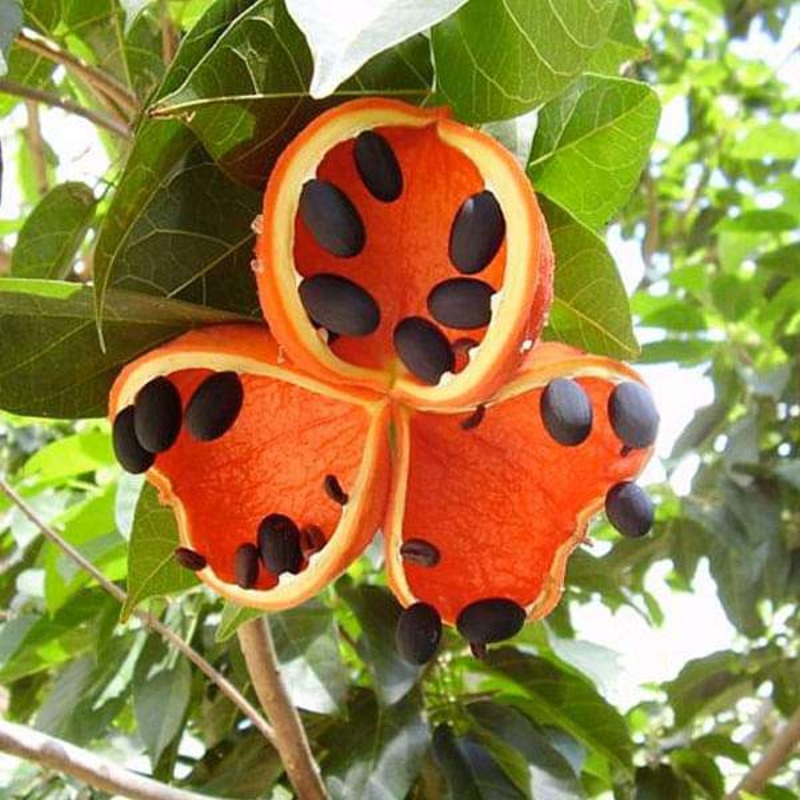 Sterculia Foetida, Jungli Badam – 0.5 kg Seeds