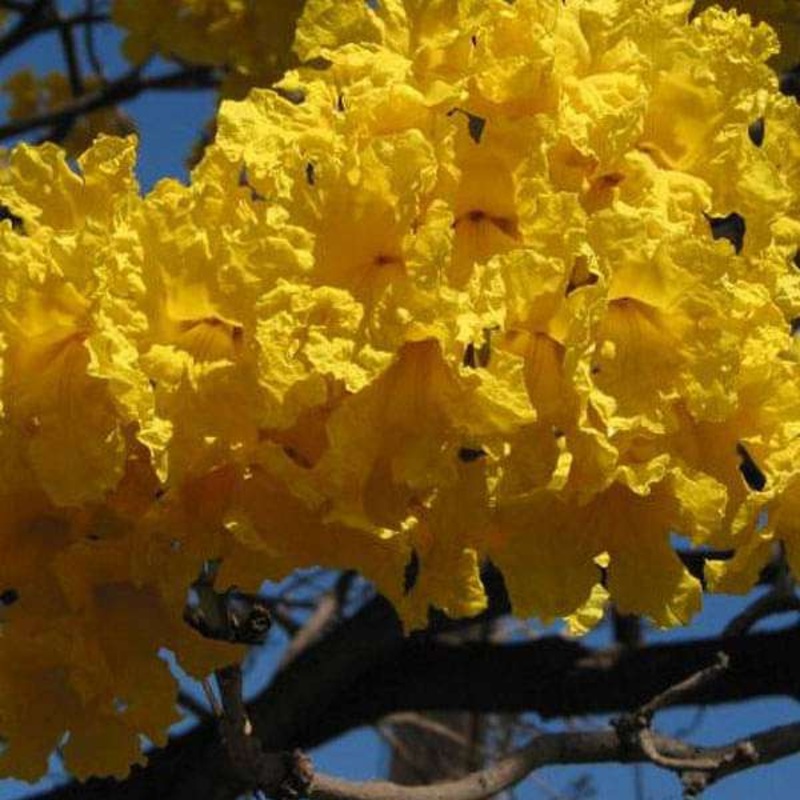 Tabebuia argentea, Tecoma argentea – Plant