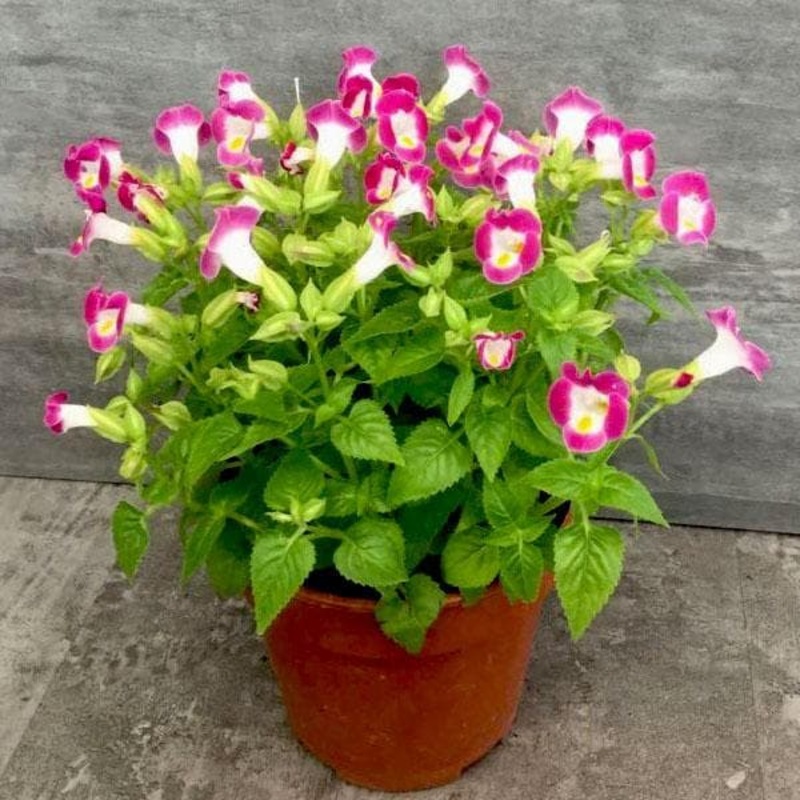 Torenia (Pink) – Plant