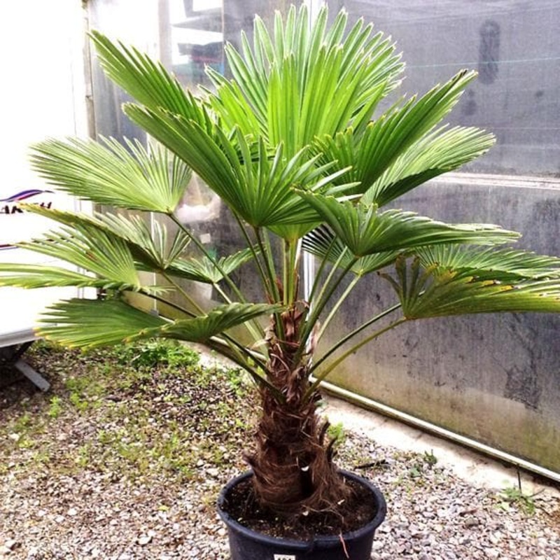 Trachycarpus wagnerianus – Plant
