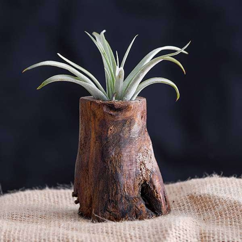 Tree of Life – Air Plant