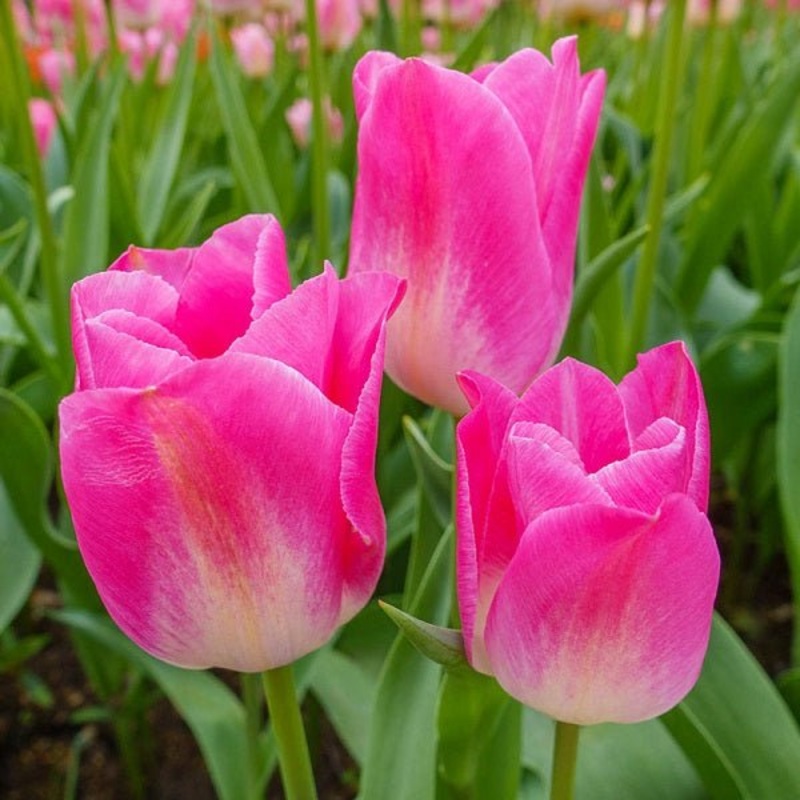 Tulip Dynasty (Pink, White) – Bulbs