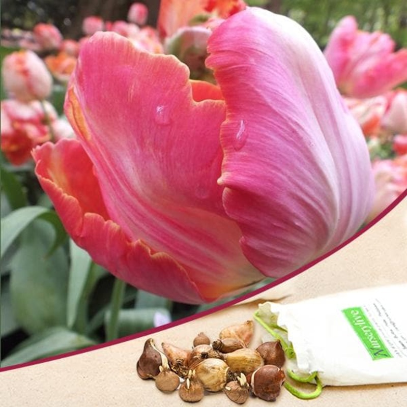 Tulip Salmon Parrot (Pink) – Bulbs (set of 5)