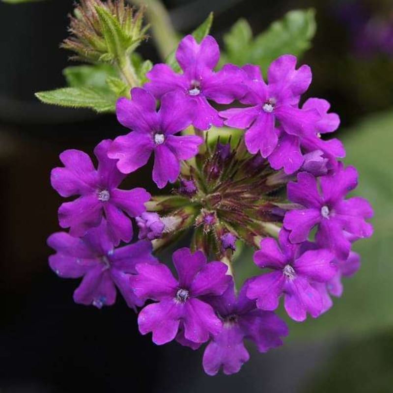 Verbena (Any Color) – Plant