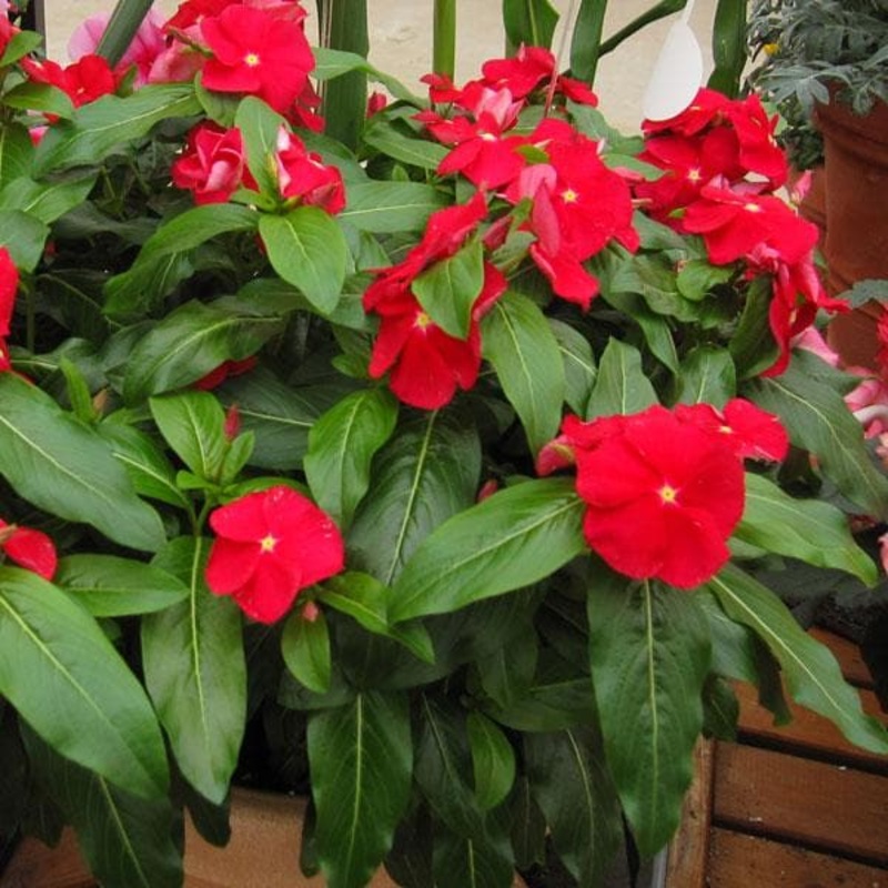 Vinca, Catharanthus roseus (Red) – Plant