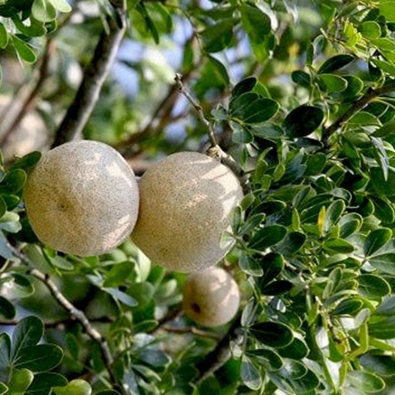 Wood Apple, Tree of Vishakha Nakshatra, Libra or Tula Rashi – Plant