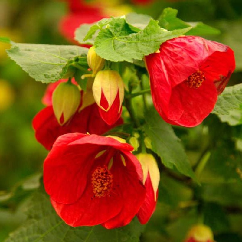 Abutilon x hybridum – Plant