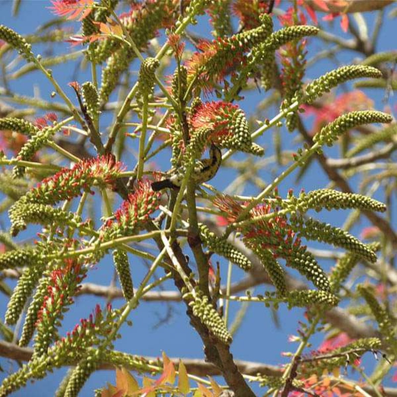 Acrocarpus Fraxanifolis, Pink Cedar, Mandania – 0.5 kg Seeds