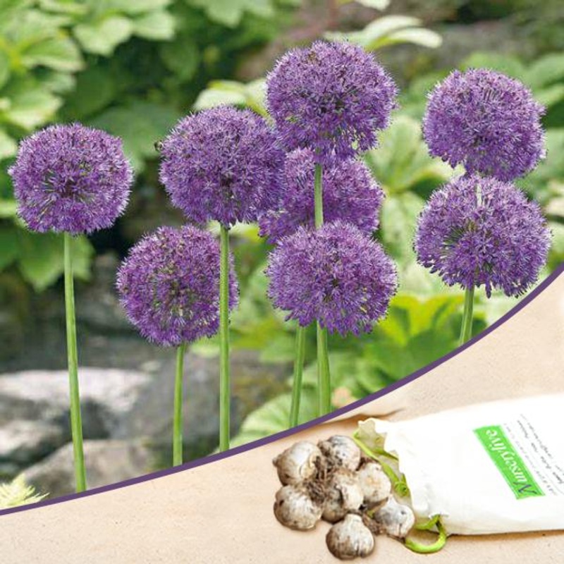 Allium Caeruleum serum (Purple) – Bulbs (set of 5)