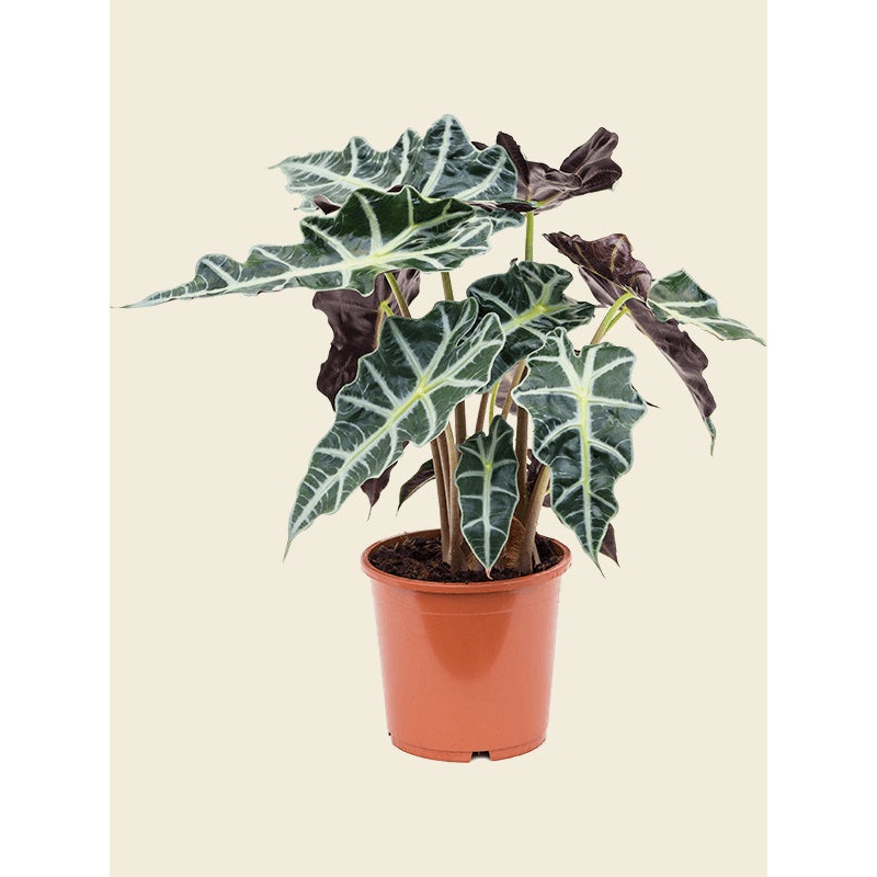 Alocasia Polly ‘Elephant ear’