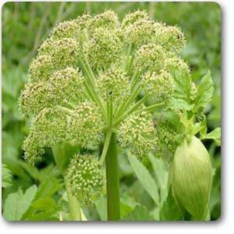 Angelica archangelica – Plant