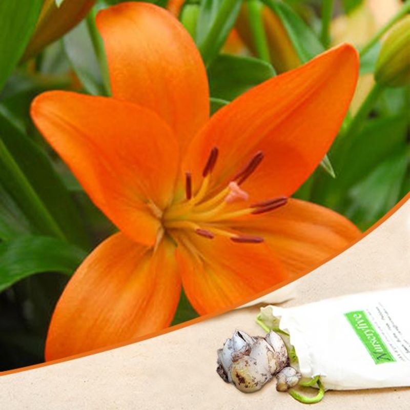 Asiatic Lily (Orange) – Bulbs|Set of 3|Set of 5