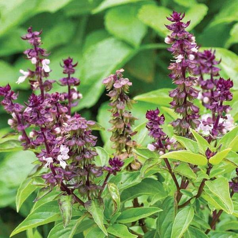 Basil Sweet Scented – Herb Seeds