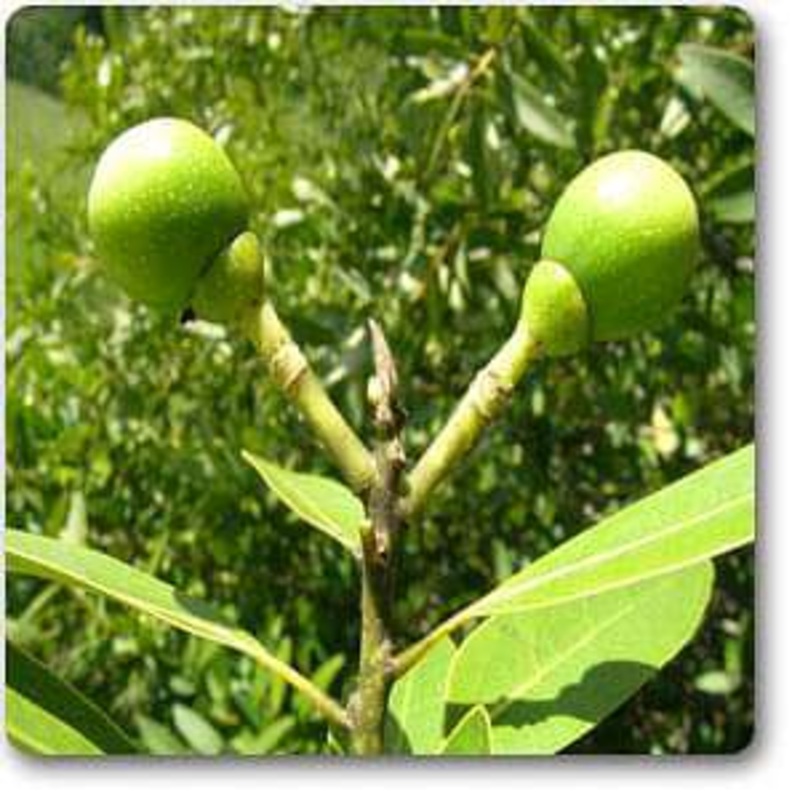 Bay laurel – Plant