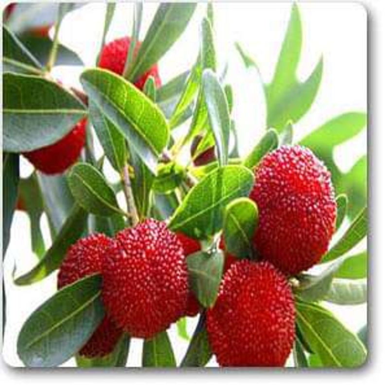 Bearberry – Plant
