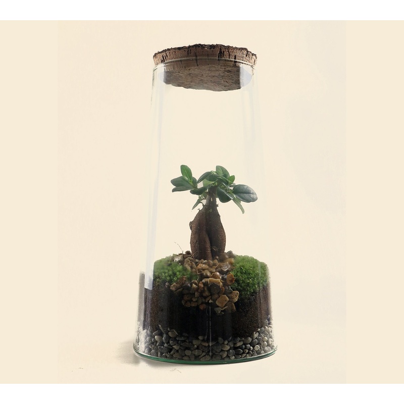 Bonsai Terrarium Tall
