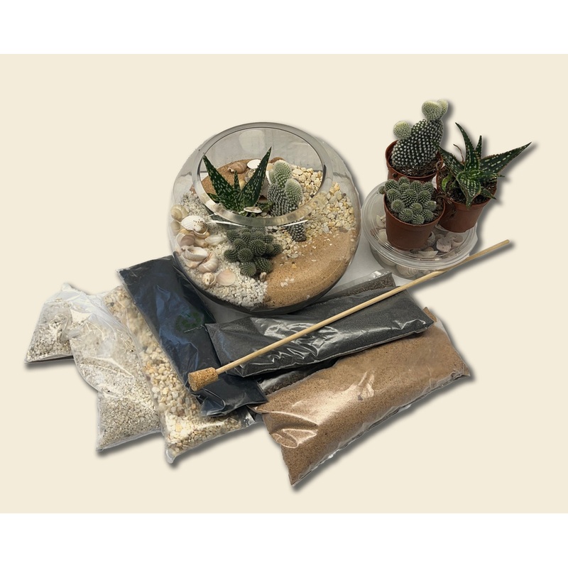 Cactus & Succulent terarrium kit