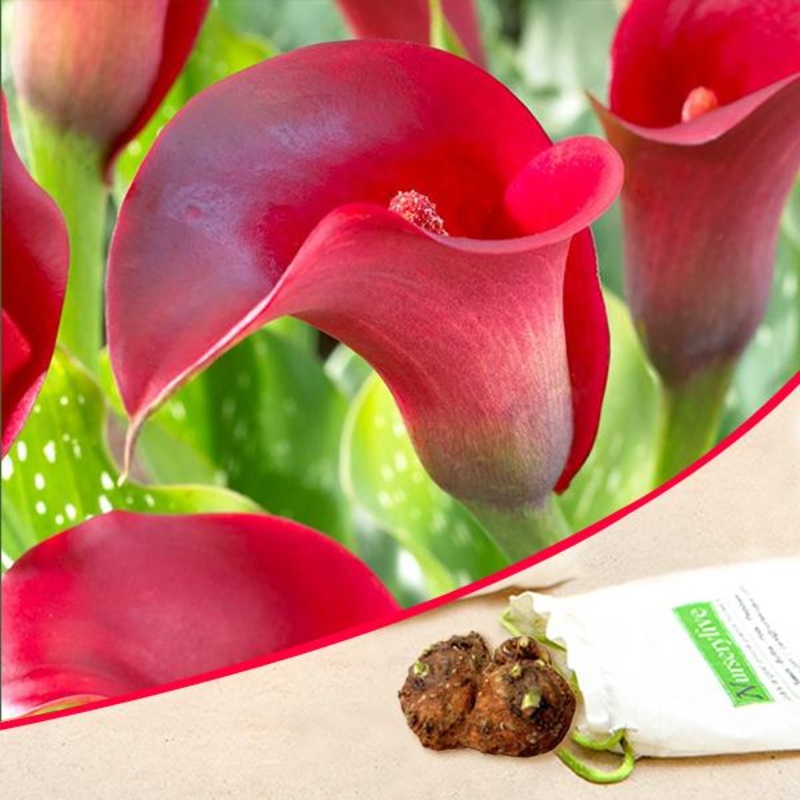 Calla Lily (Red) – Bulbs|Set of 2|Set of 5