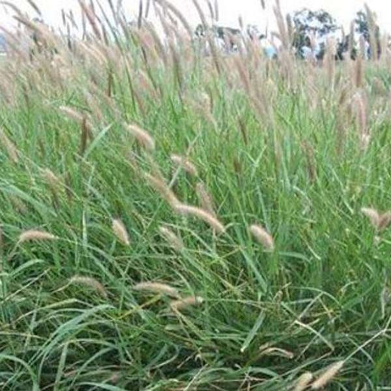 Cenchrus Ciliaris, Buffel Grass – 0.5 kg Seeds