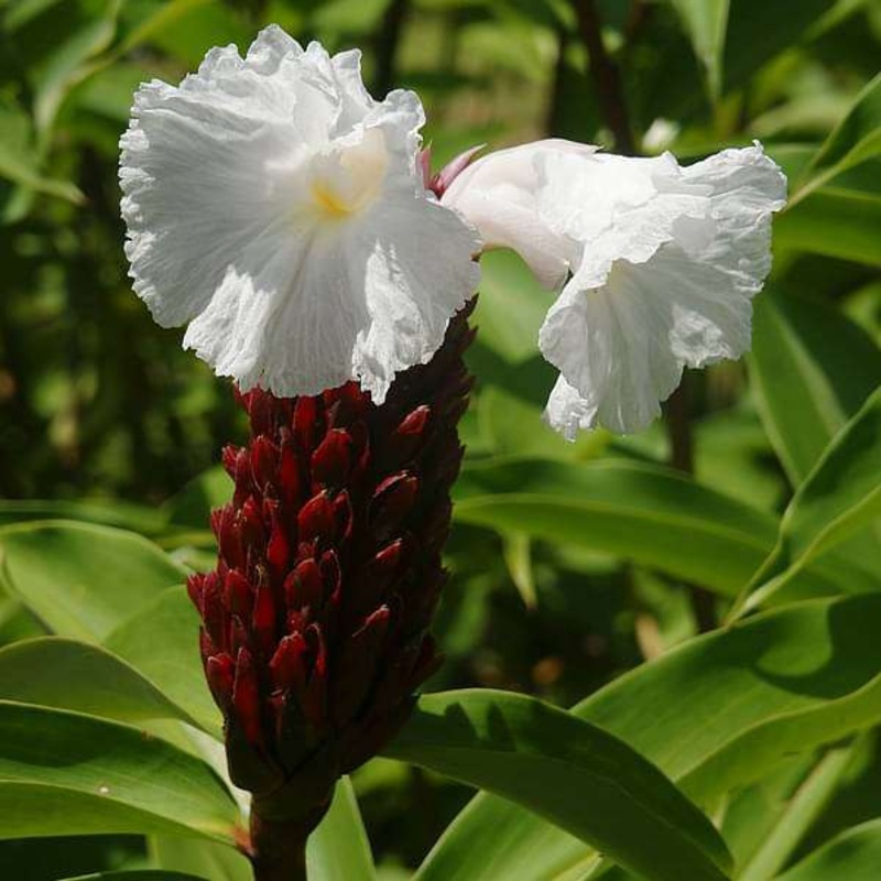 Cheilocostus speciosus – Bulb (set of 5)